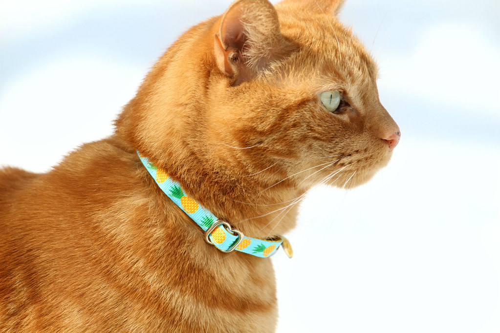 Cat Collar